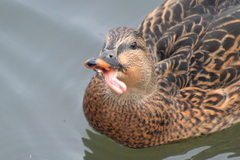 Anas platyrhynchos