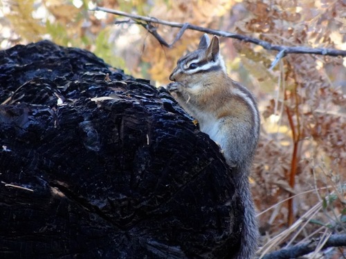 Long-eared Chipmunk observed by song_dog