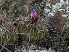 Echinofossulocactus lamellosus