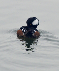 Lophodytes cucullatus