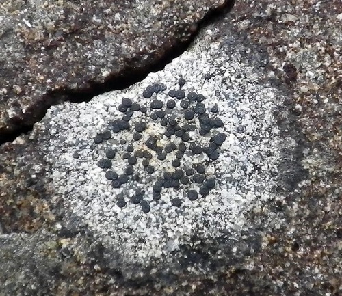 concentric boulder lichen