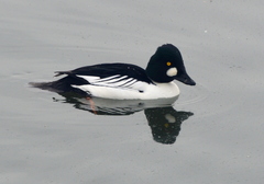 Bucephala clangula