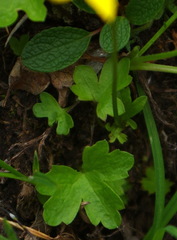 Anemonastrum richardsonii