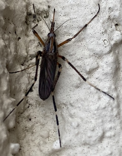 Unknown species found near Louisiana, US