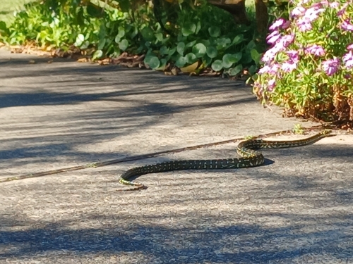 Diamond Python sighting
