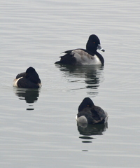 Aythya collaris
