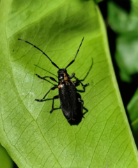 Alcidion humeralis