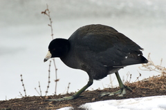 Fulica americana