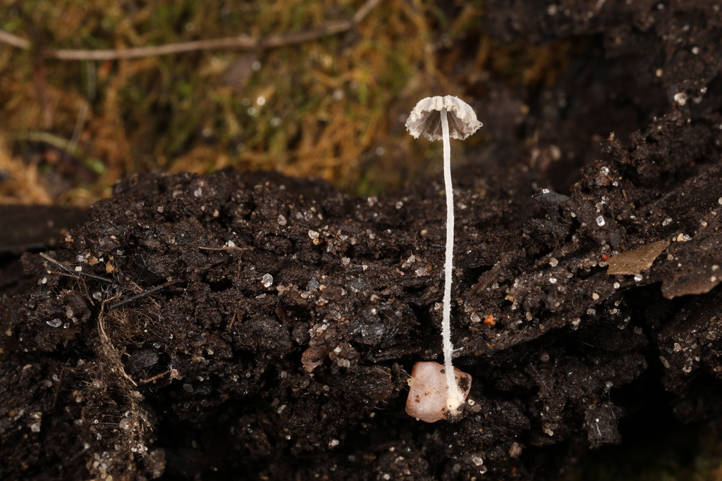 Coprinopsis sp. 'MI05'