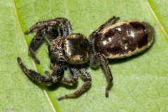 Bryantella smaragda