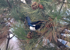 Pica hudsonia