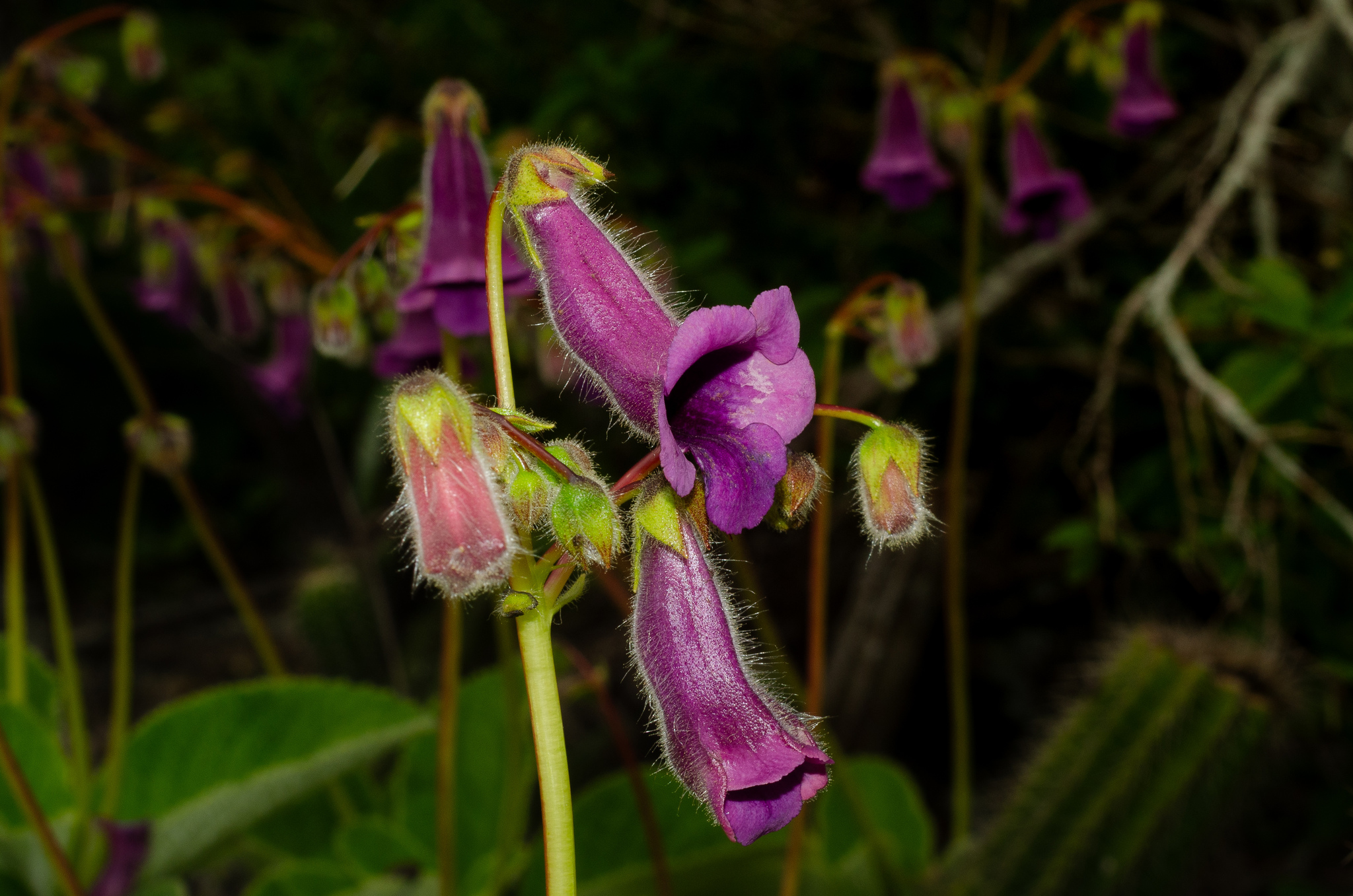 Sinningia aghensis