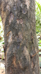 Mora oleifera