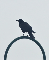 Corvus brachyrhynchos
