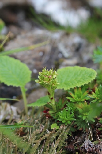 Image of Saxifraga juniperifolia by (c) Dmitriy Bochkov, some rights reserved (CC BY)