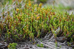Cassiope tetragona tetragona