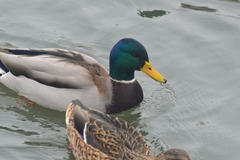 Anas platyrhynchos