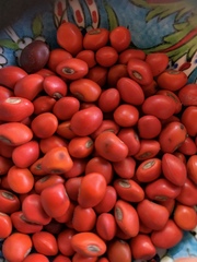 Phaseolus vulgaris