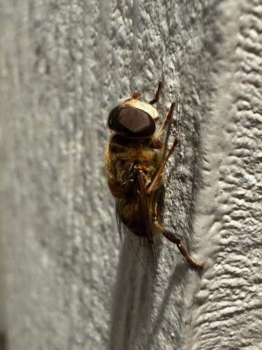 Unknown species found near Little Grey Ln, Melbourne, FL, US