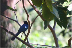 Cyanocorax melanocyaneus