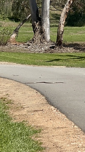 Eastern Brown Snake sighting