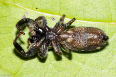 Bryantella smaragda