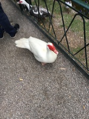 Cairina moschata domestica