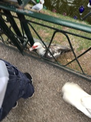 Cairina moschata domestica