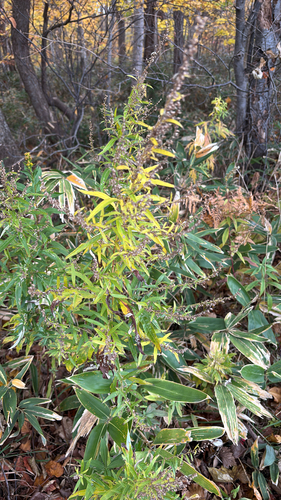Artemisia montana iNat (3)