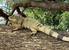 Iguana iguana