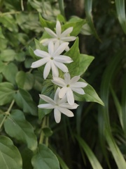 Jasminum elongatum