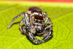 Bryantella smaragda