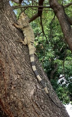 Iguana iguana