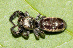 Bryantella smaragda