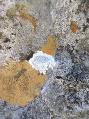 Lecanora marginata