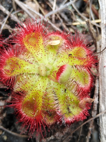 Drosera xerophila A.Fleischm.