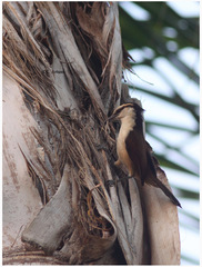 Campylorhynchus chiapensis