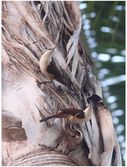 Campylorhynchus chiapensis