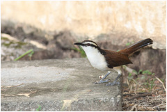 Campylorhynchus chiapensis