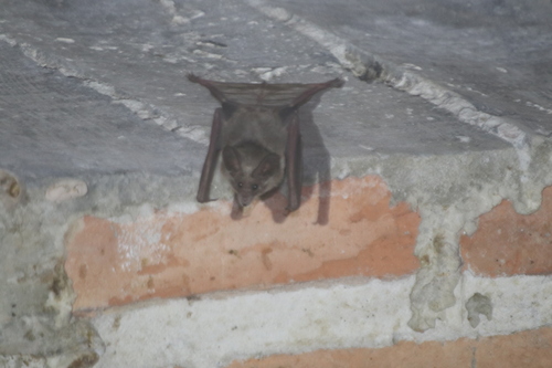 Waterhouse's Leaf-nosed Bat