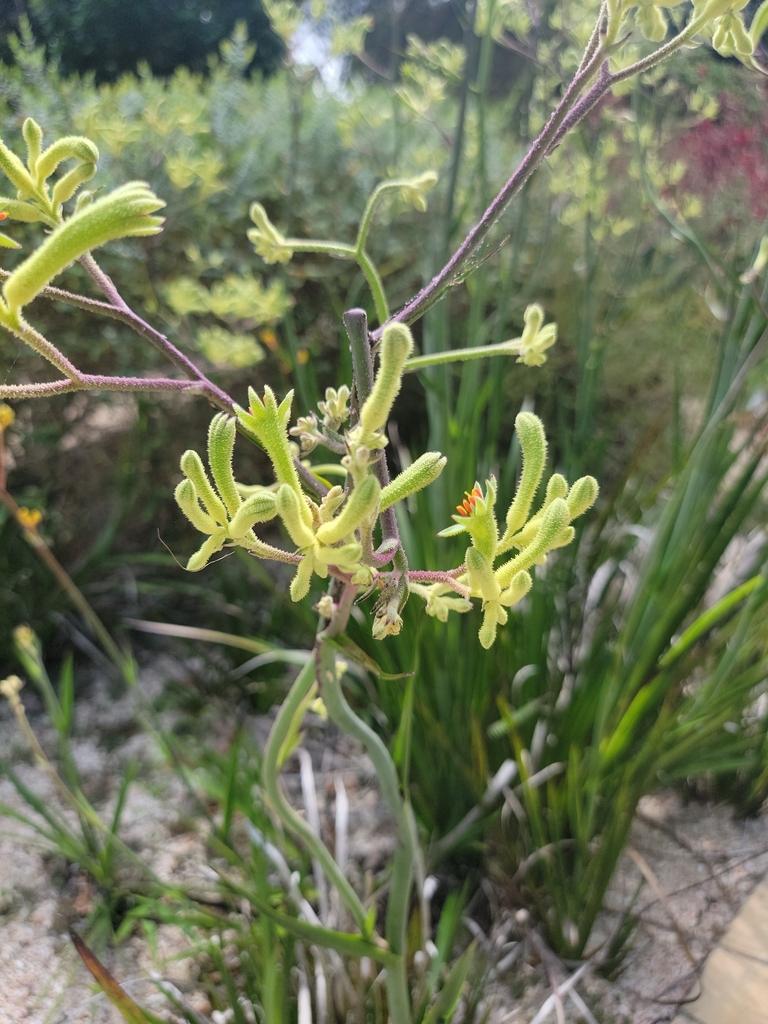Tall kangaroo paw flower stems above strappy leaves