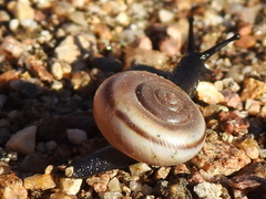 Cahuillus indioensis