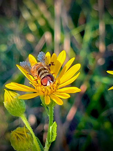 Unknown species found near Racoon Island Trail, Hardeeville, SC, US