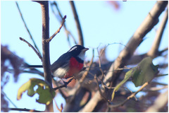 Granatellus venustus