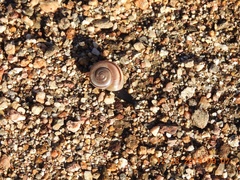 Cahuillus indioensis