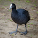Australasian Coot - Photo (c) Kathrin & Stefan Marks, some rights reserved (CC BY-NC-ND)