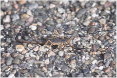 Centruroides chiapanensis