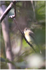 Xenotriccus callizonus
