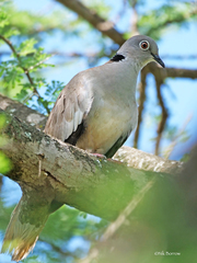 Streptopelia reichenowi