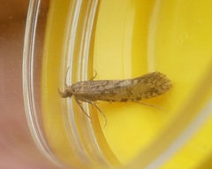 Lindera tessellatella